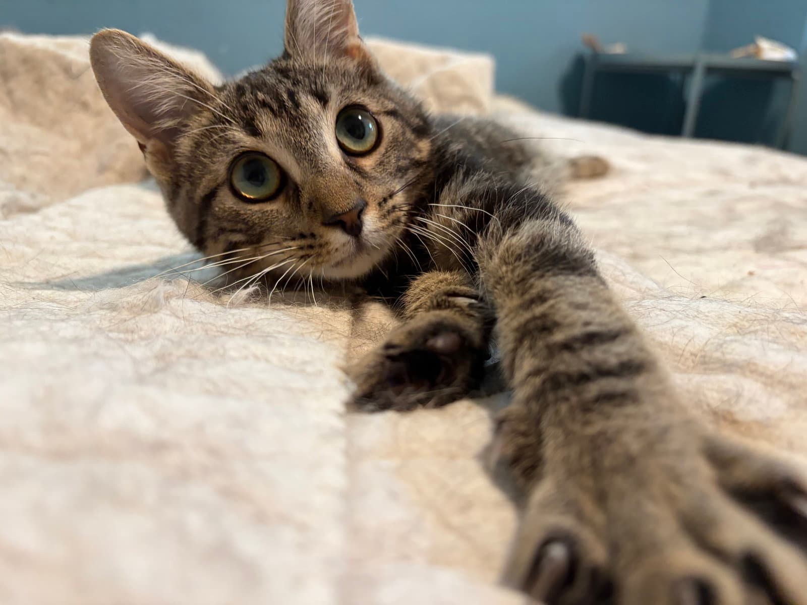 Mitzy - Domestic Short Hair