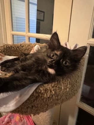 Cat Benetar - American Shorthair