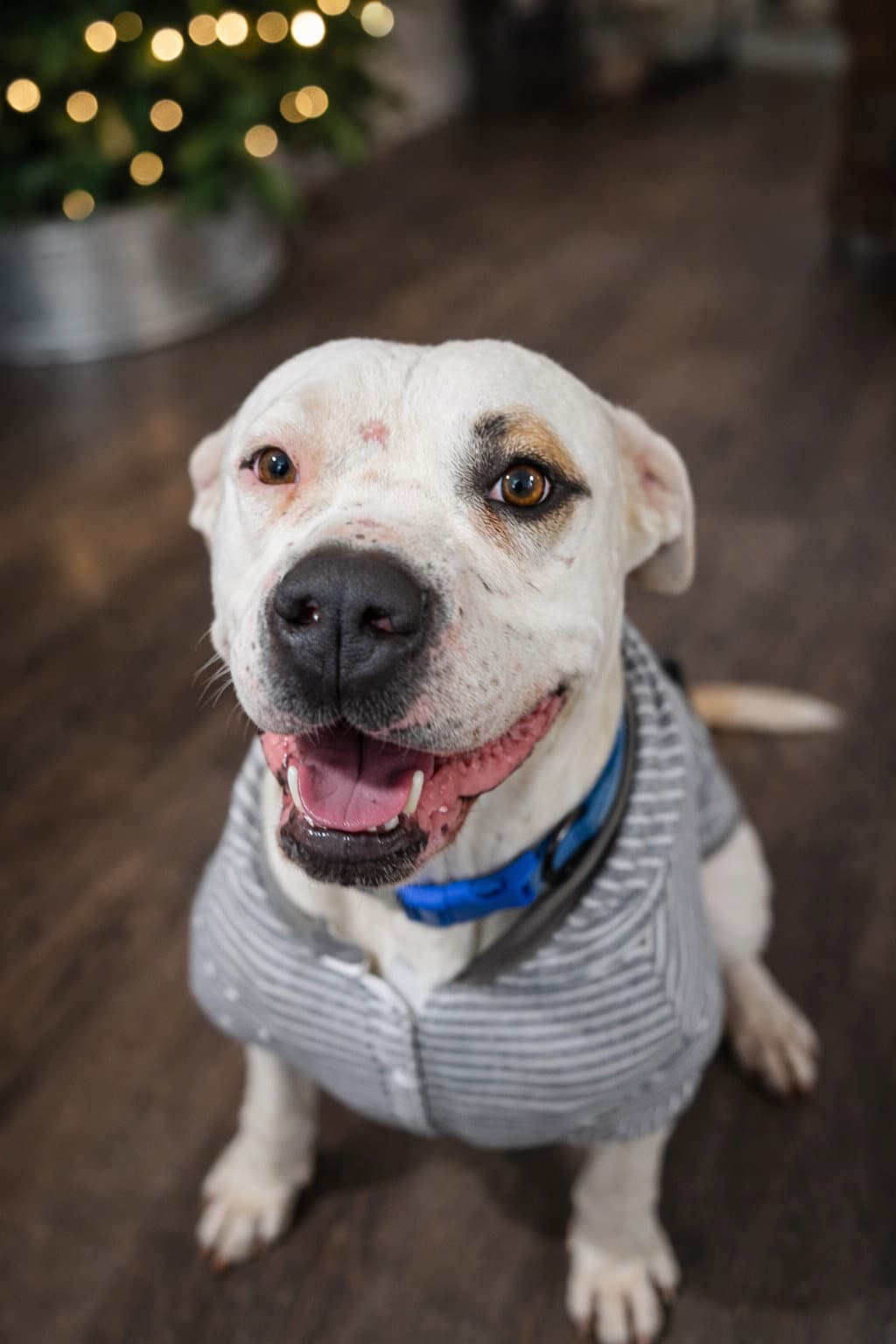 Cane Courtesy Listing - American Staffordshire Terrier