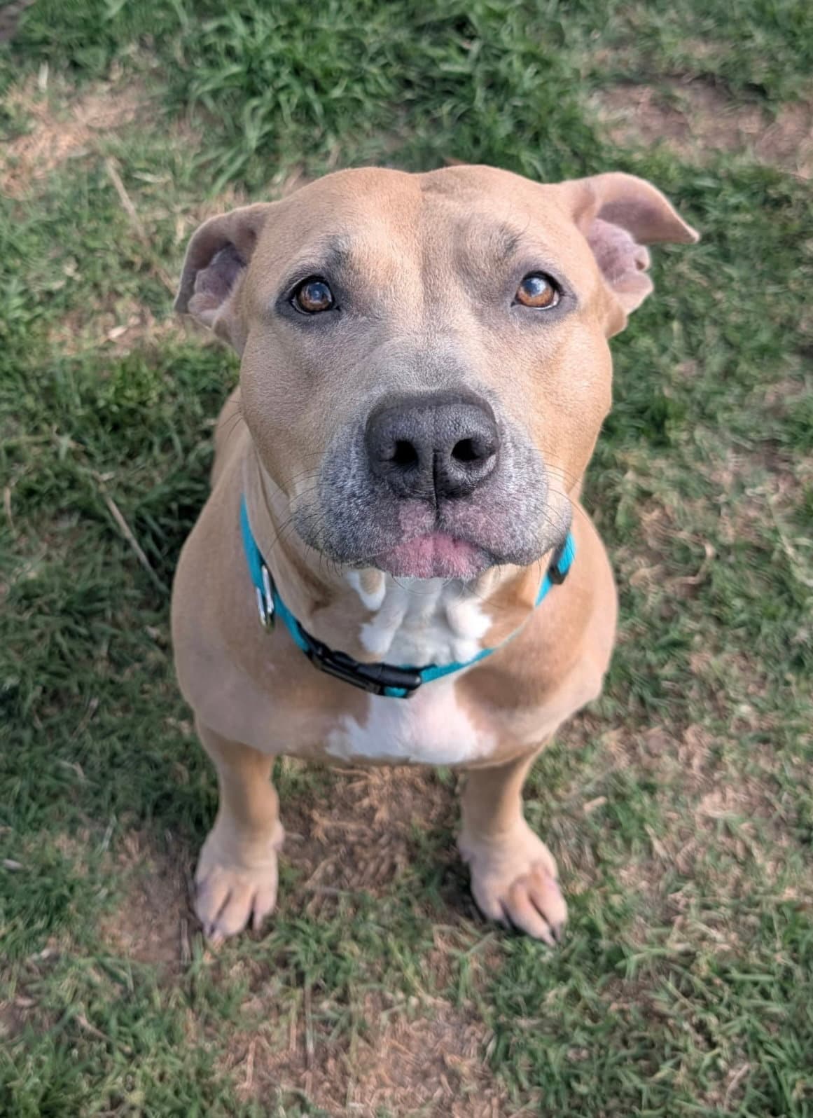 Arya - American Staffordshire Terrier