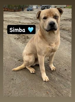 Simba image 3