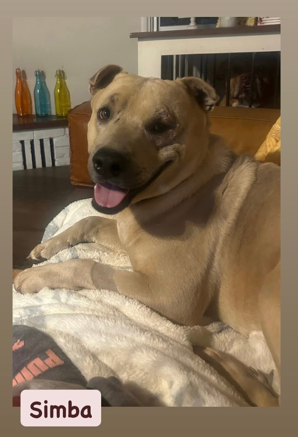 Simba - Labrador Retriever