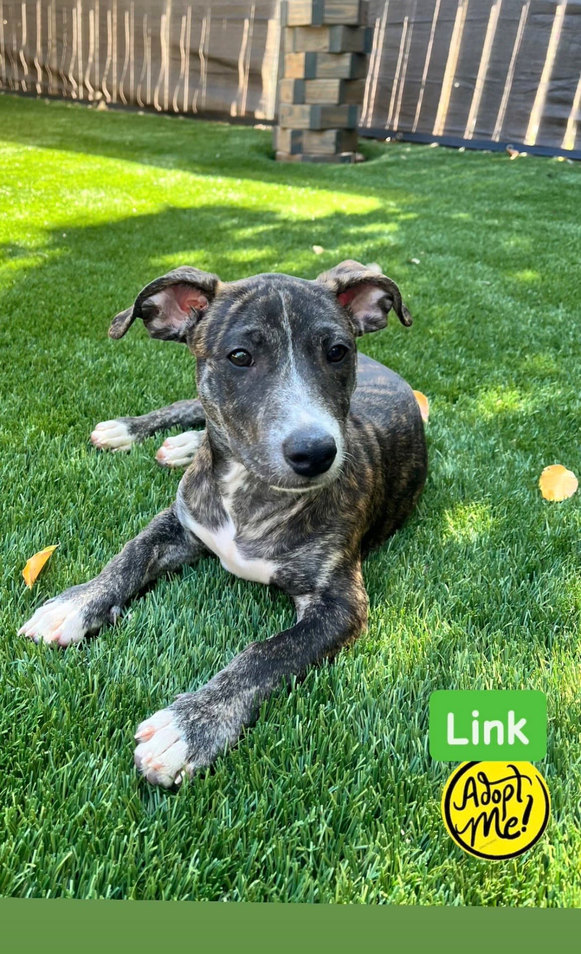 Link - American Staffordshire Terrier