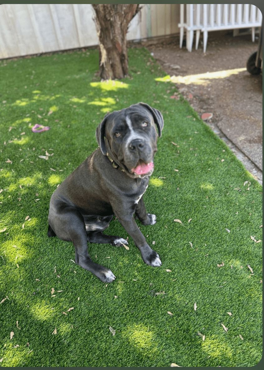 Brody Facilitated Adoption - American Staffordshire Terrier