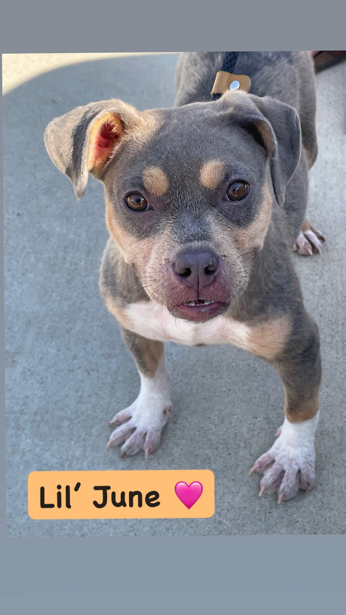 June - American Staffordshire Terrier