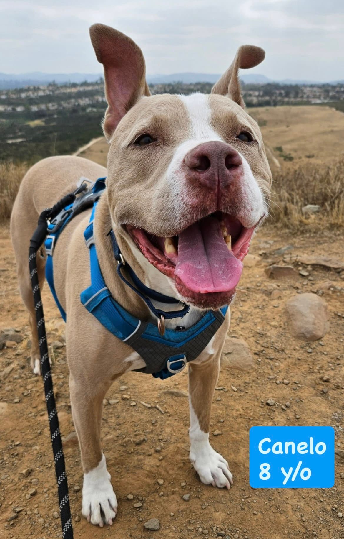 Canelo - Courtesy Listing - American Staffordshire Terrier