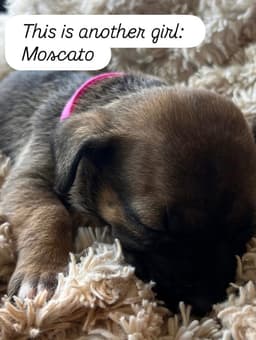 Annes Vines - Moscato image 3