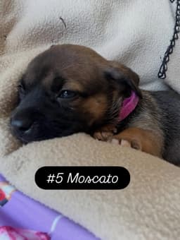 Annes Vines - Moscato image 1