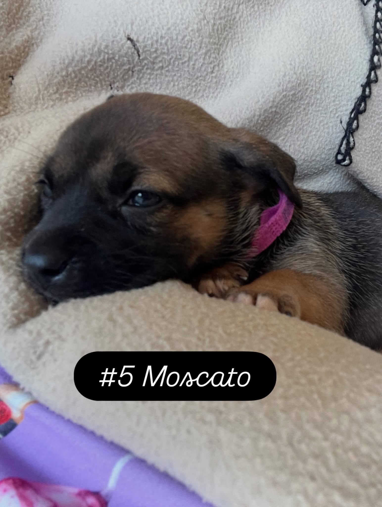 Annes Vines - Moscato - American Staffordshire Terrier