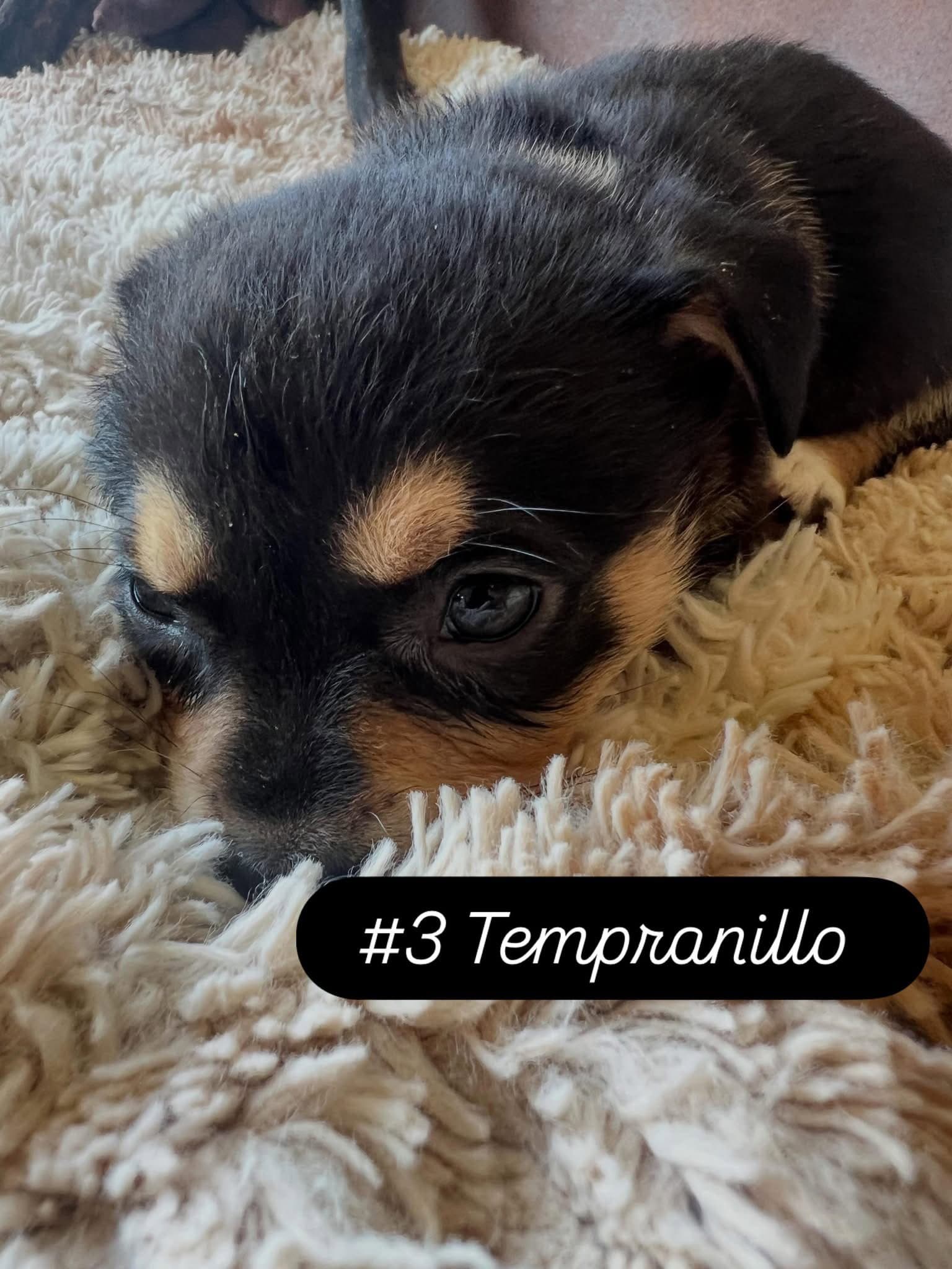 Annes Vines - Tempranillo - American Staffordshire Terrier