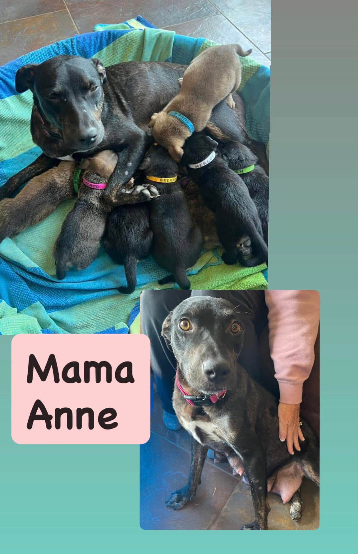 Anne - American Staffordshire Terrier