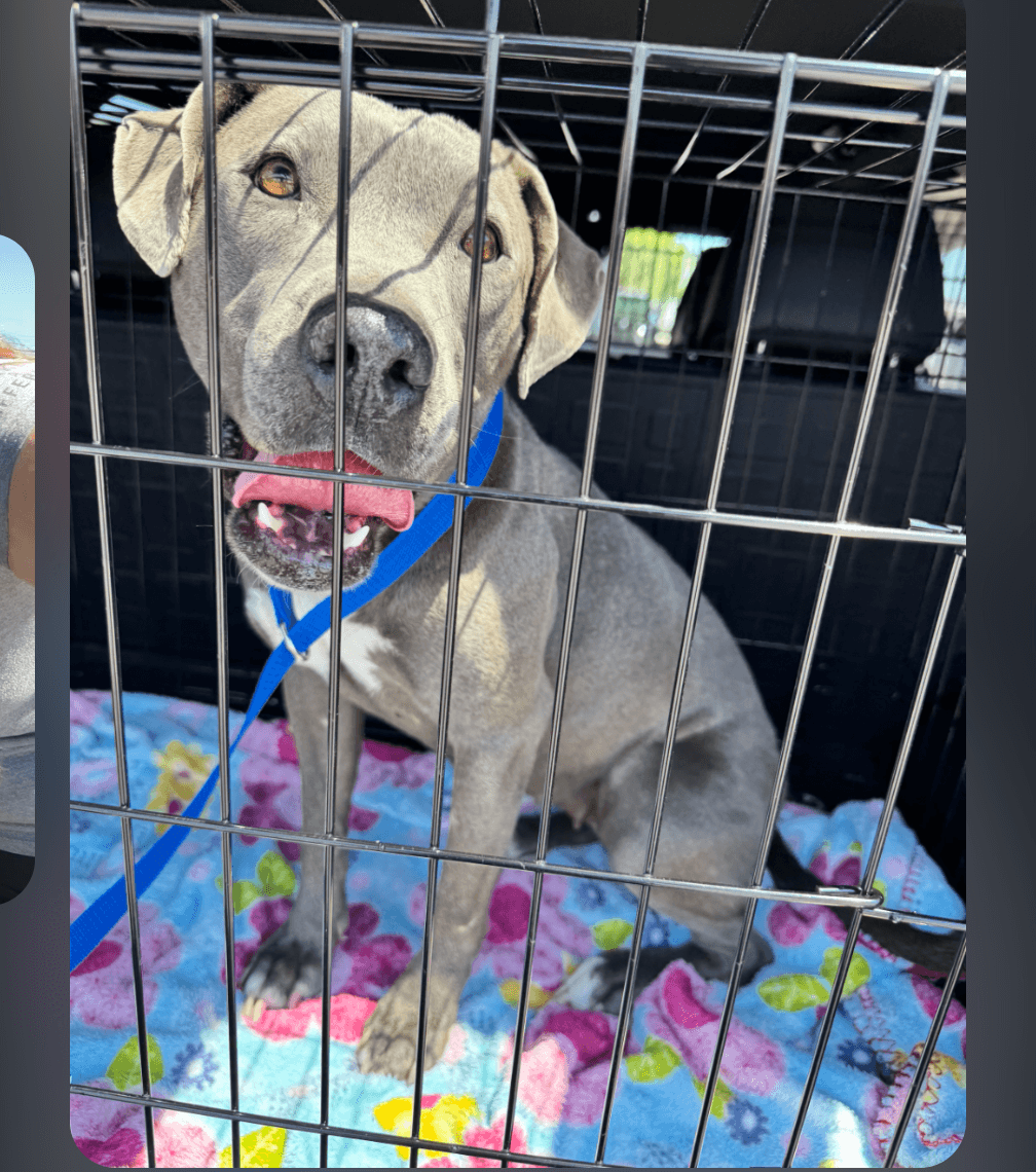 Dahila - American Staffordshire Terrier