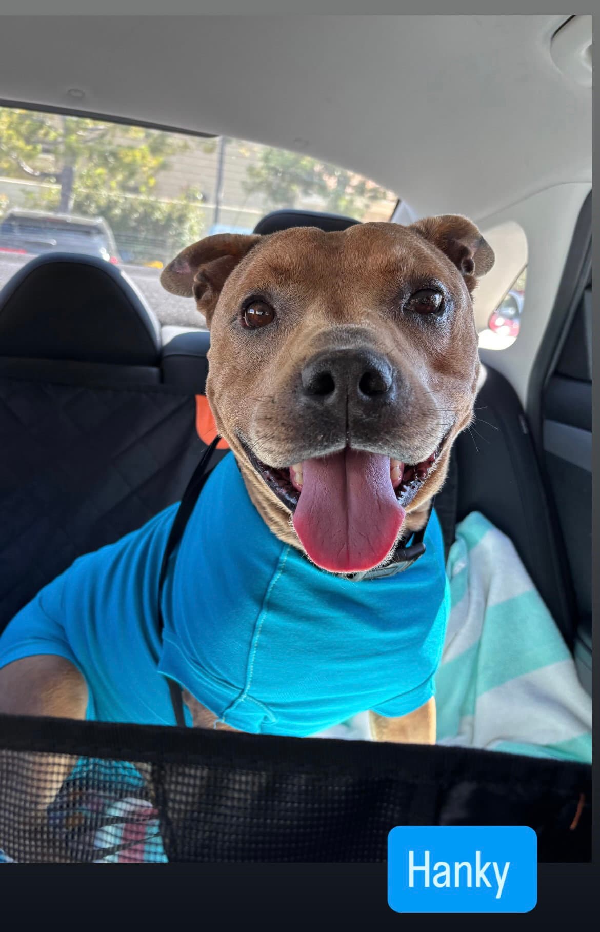 Hanky - American Staffordshire Terrier