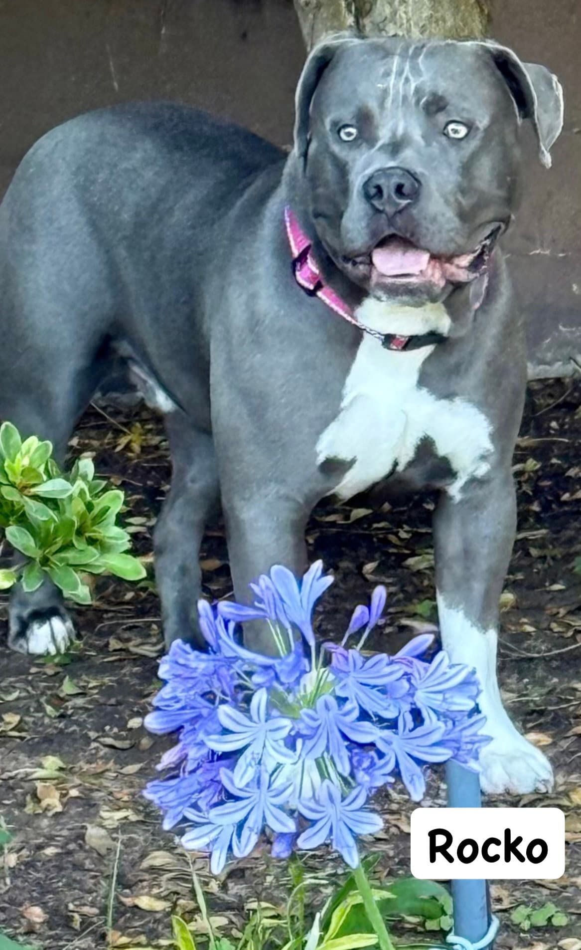 Rocko - American Staffordshire Terrier
