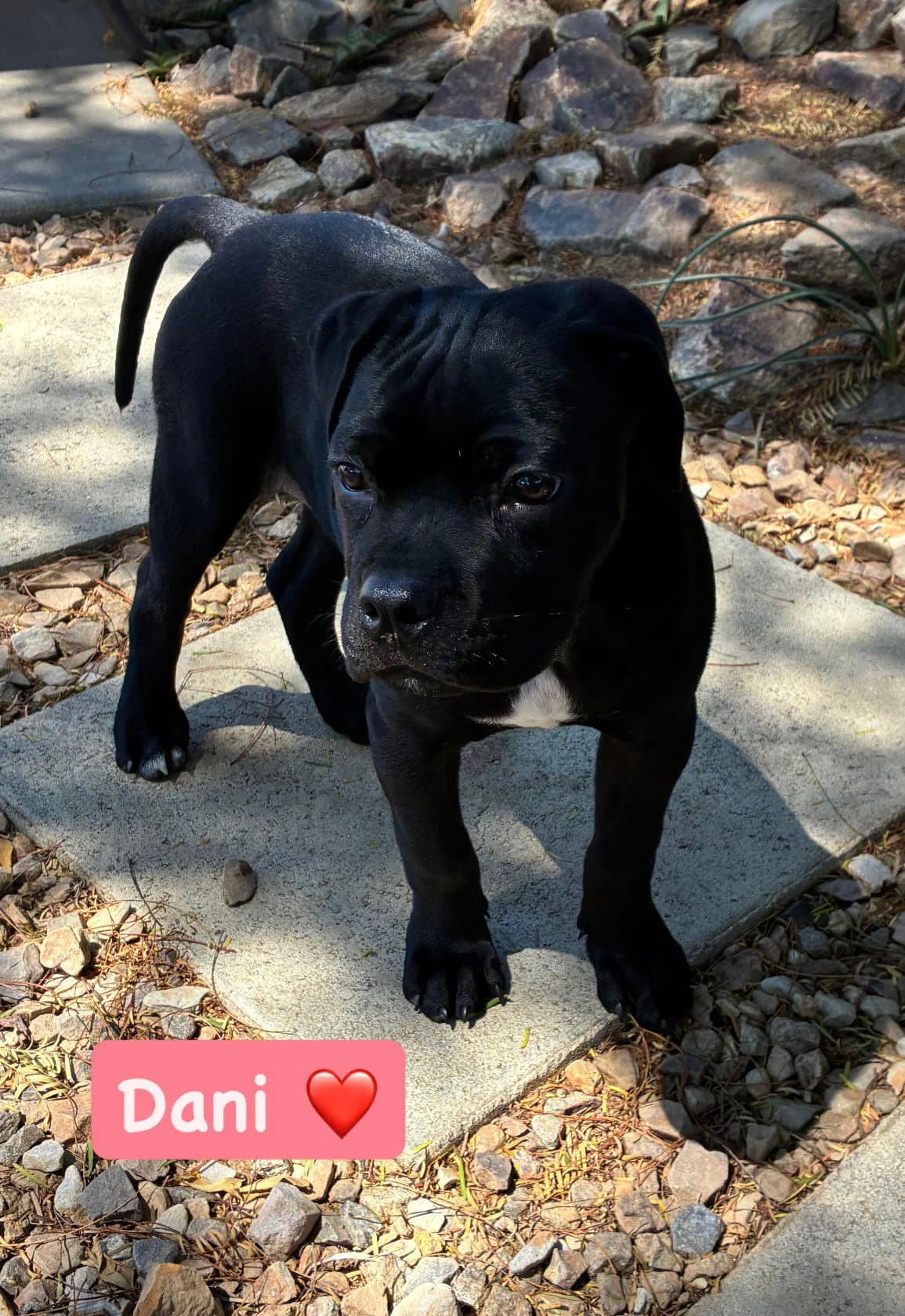 Dani - American Staffordshire Terrier