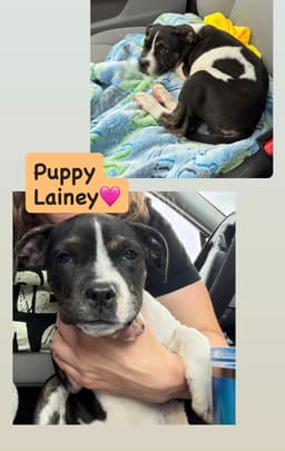 Lainey image 1