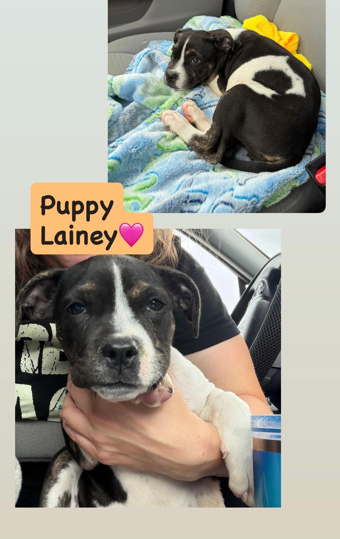 Lainey - American Staffordshire Terrier