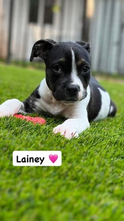 Lainey image 2