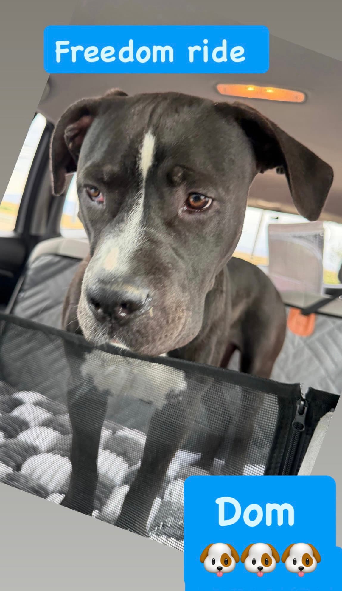 Eros Aka Dom - American Staffordshire Terrier