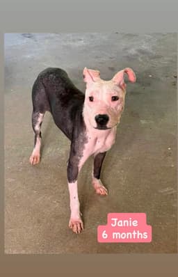 Janie image 1
