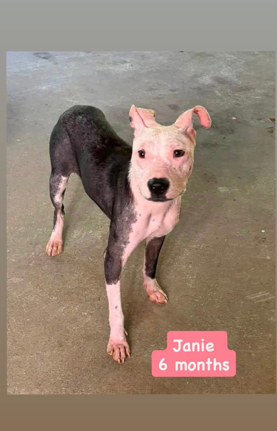 Janie - American Staffordshire Terrier