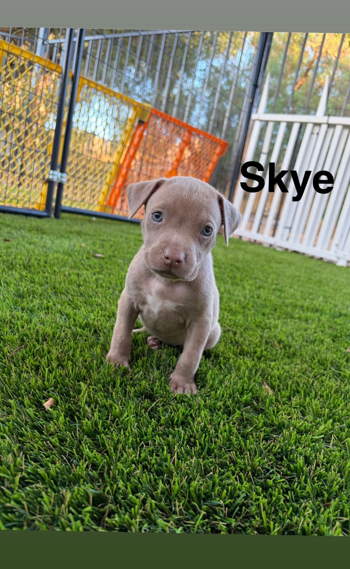 Lunas Stars - Skye - American Staffordshire Terrier