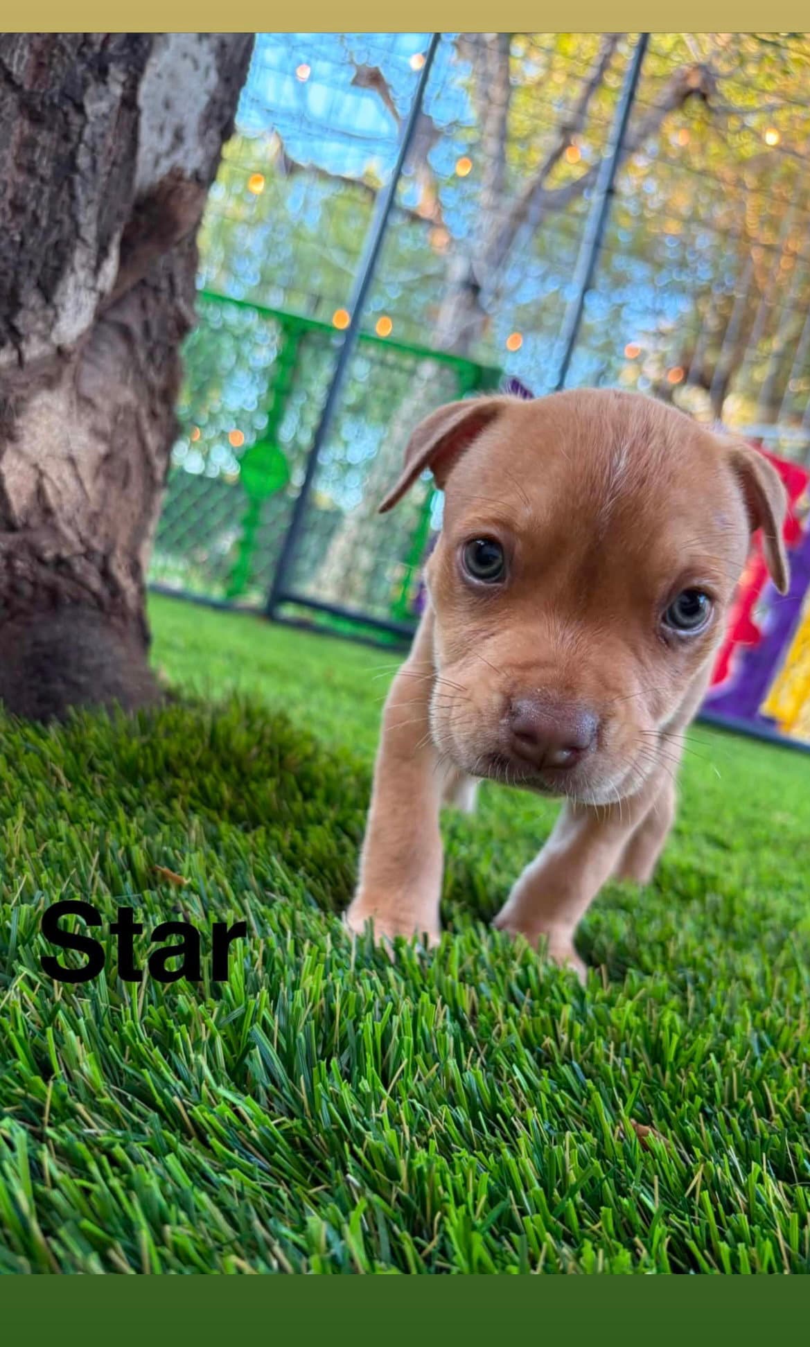 Lunas Stars - Star - American Staffordshire Terrier