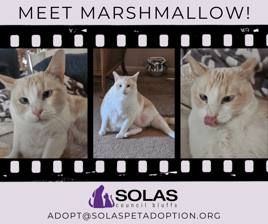Marshmallow - Df - Siamese
