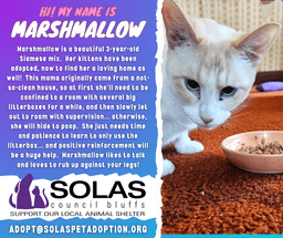 Marshmallow - Df image 2