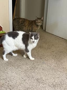 Cleo And Charlie image 1