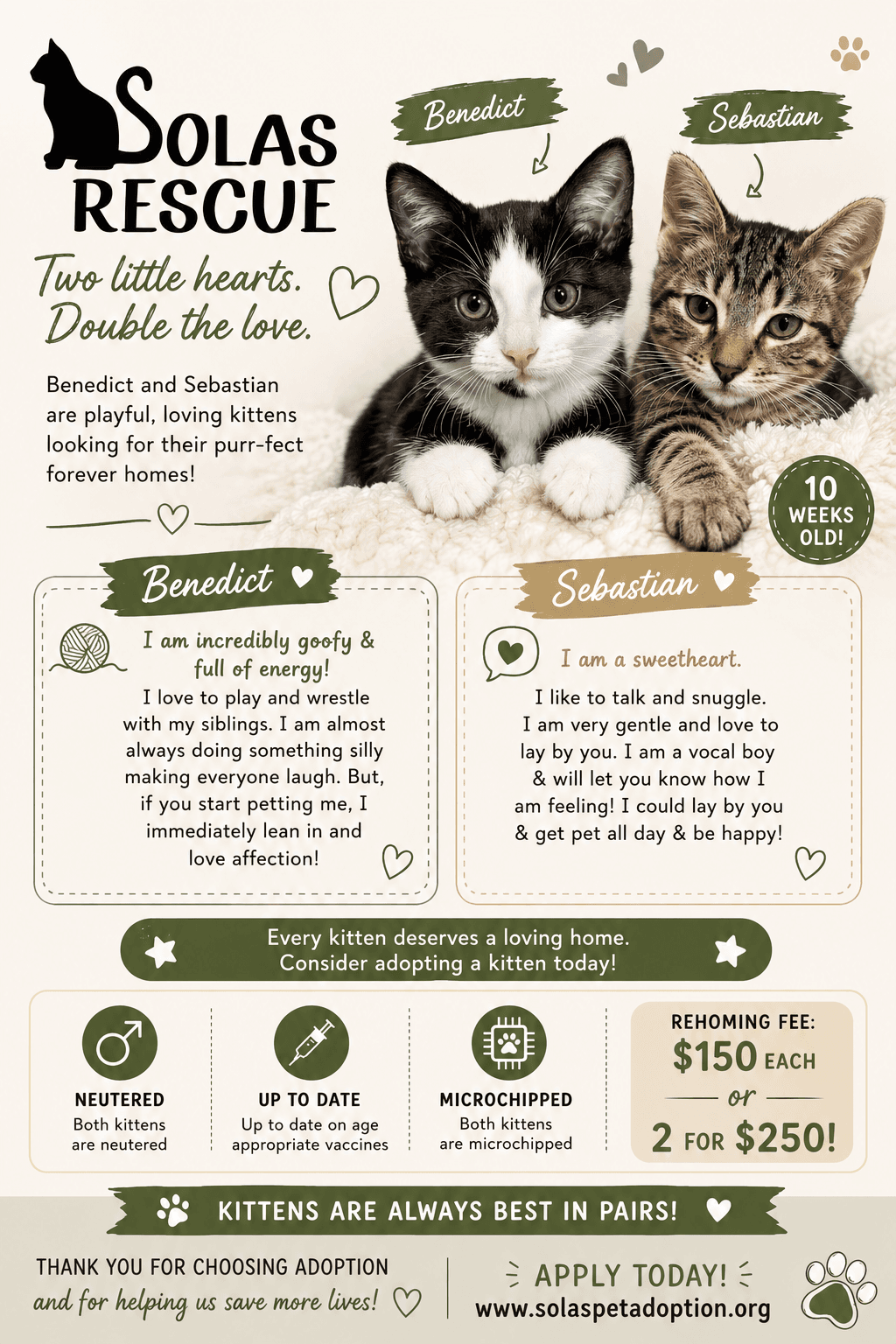 Sebastian And Benedict - Domestic Short Hair