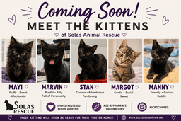 The M Kitten Crew image 1