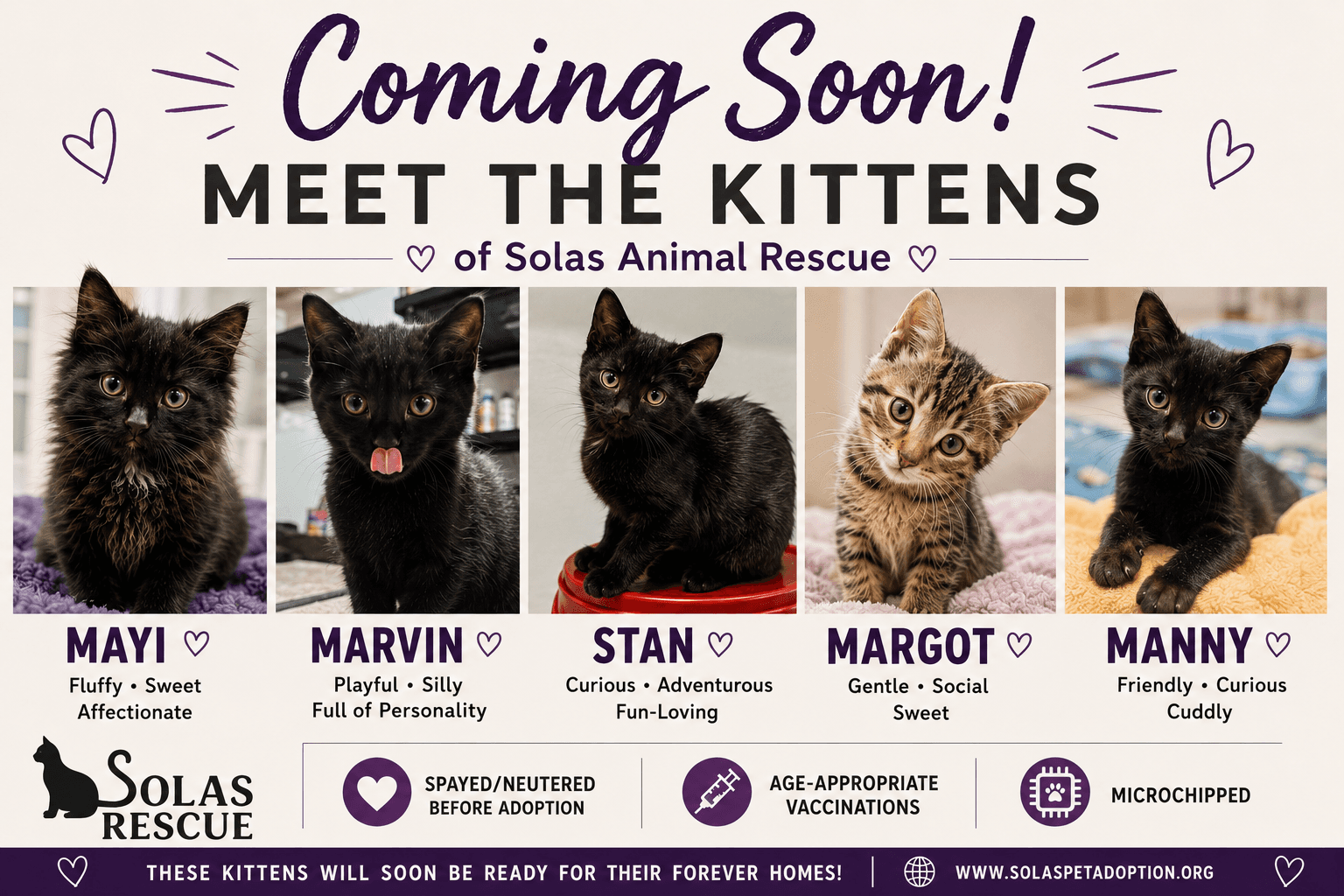 The M Kitten Crew - Domestic Short Hair