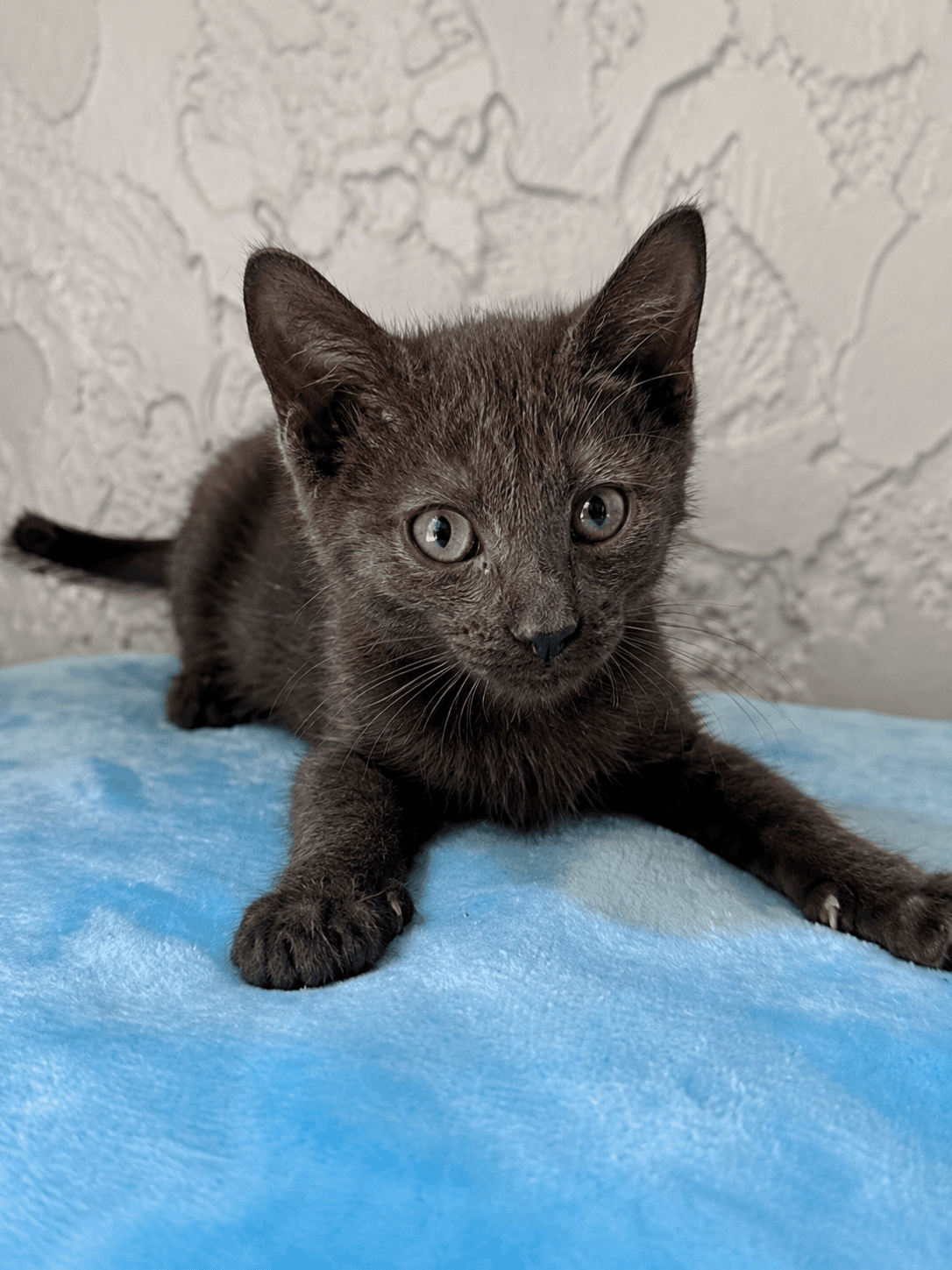 Fudge - Domestic Short Hair