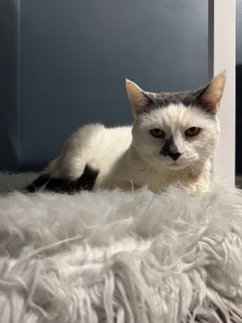 Money - Declawed - Domestic Short Hair