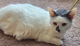 Money - Declawed image 2