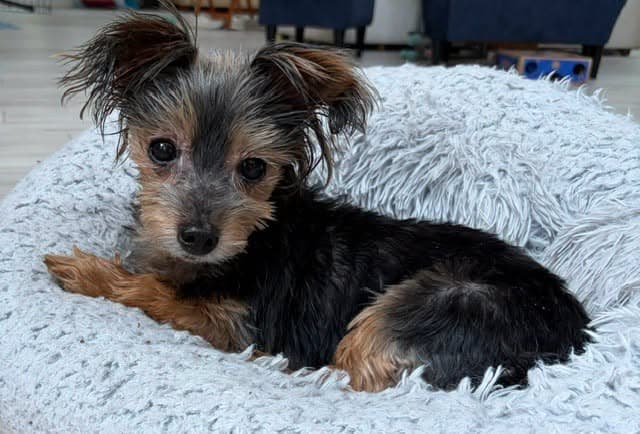 Bentley - Yorkshire Terrier Yorkie
