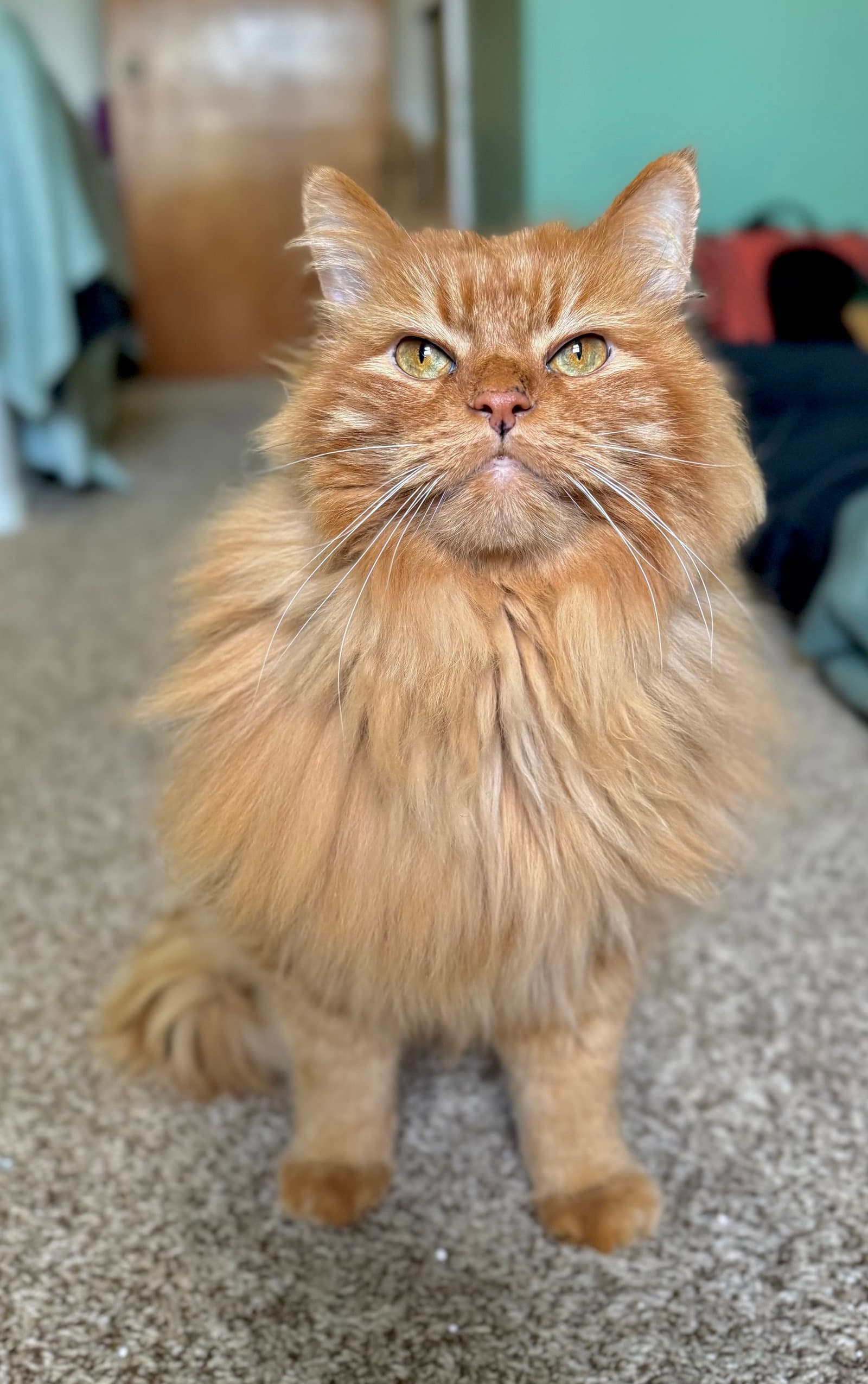 Thomas - Friendly - Maine Coon