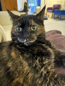 Chloe - Lap Cat image 1