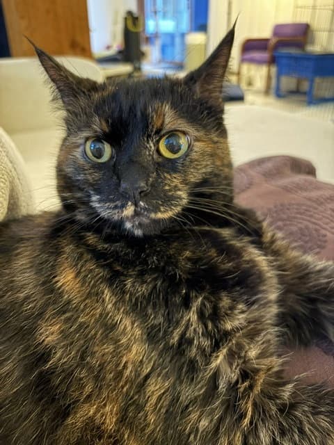 Chloe - Lap Cat - Maine Coon