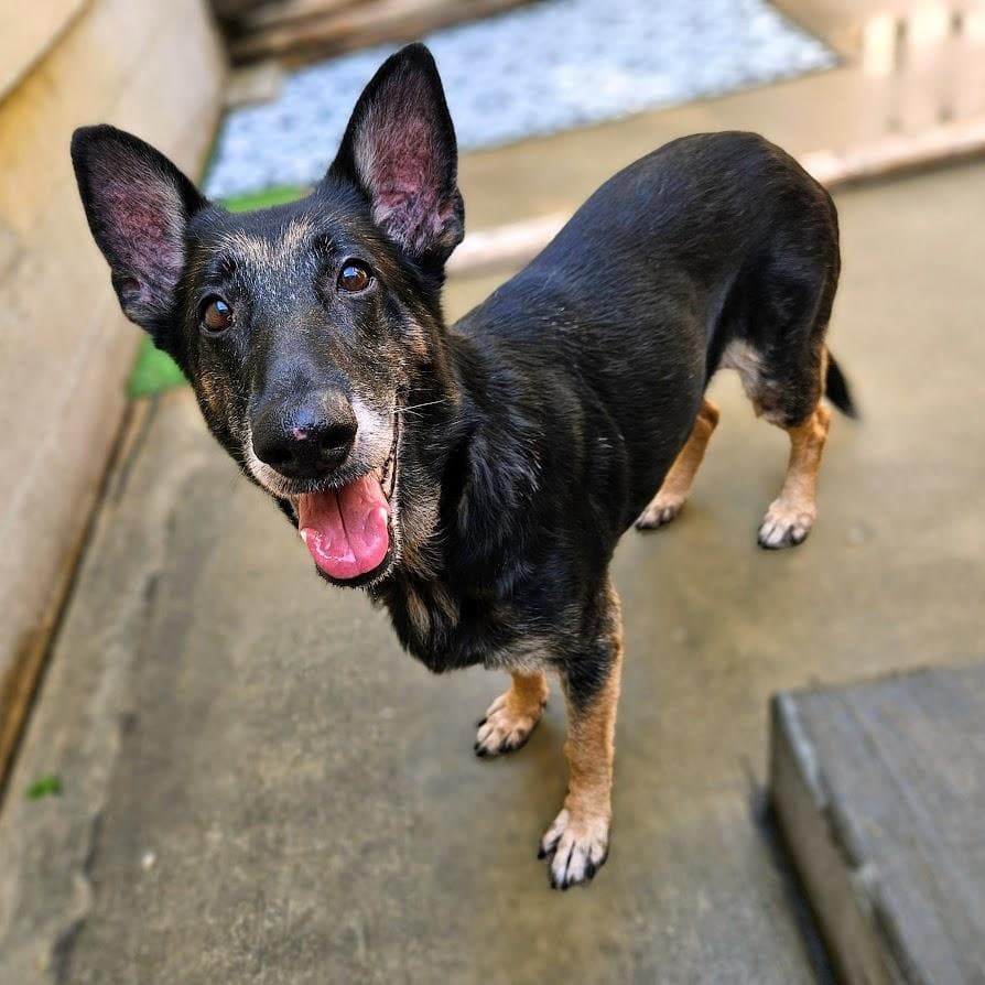 Skylar - German Shepherd Dog