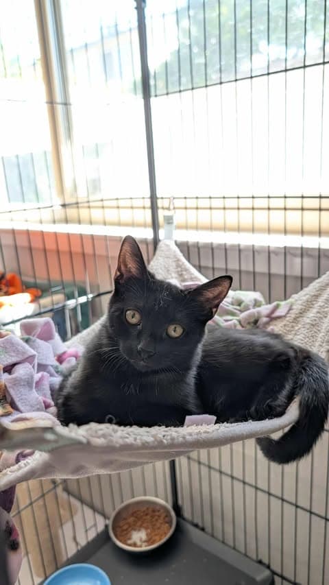 Piper - Domestic Short Hair