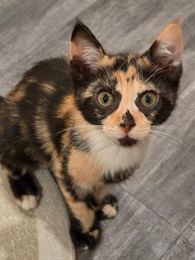 Apple Pie - Calico