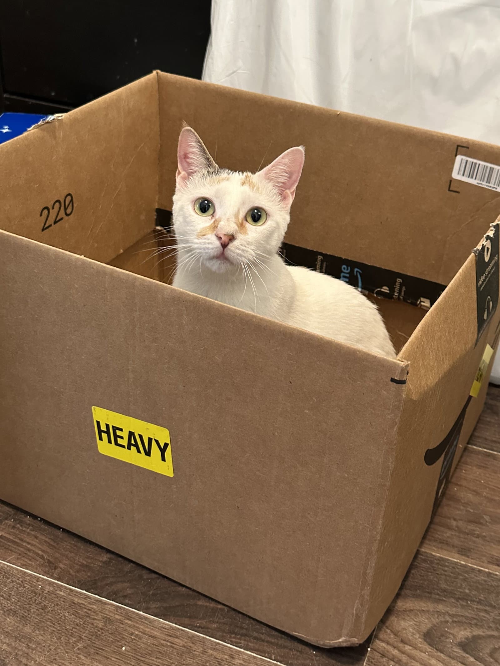 Pina Colada - Calico