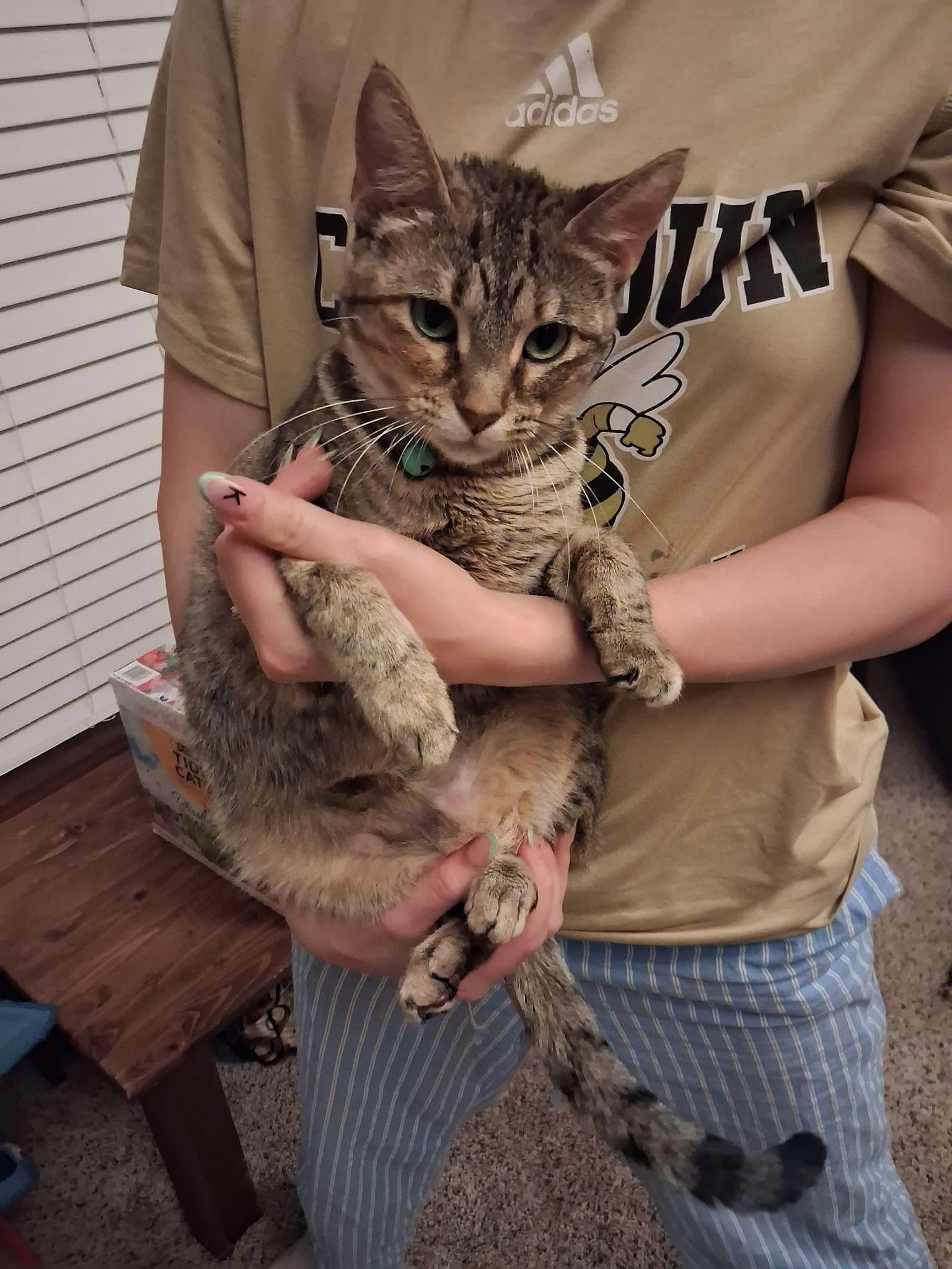 Freya - Tabby