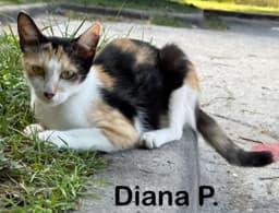 Diana P image 1