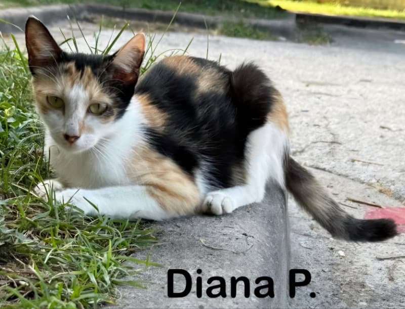 Diana P - Tortoiseshell