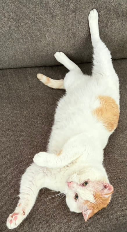 Snowball - Tabby