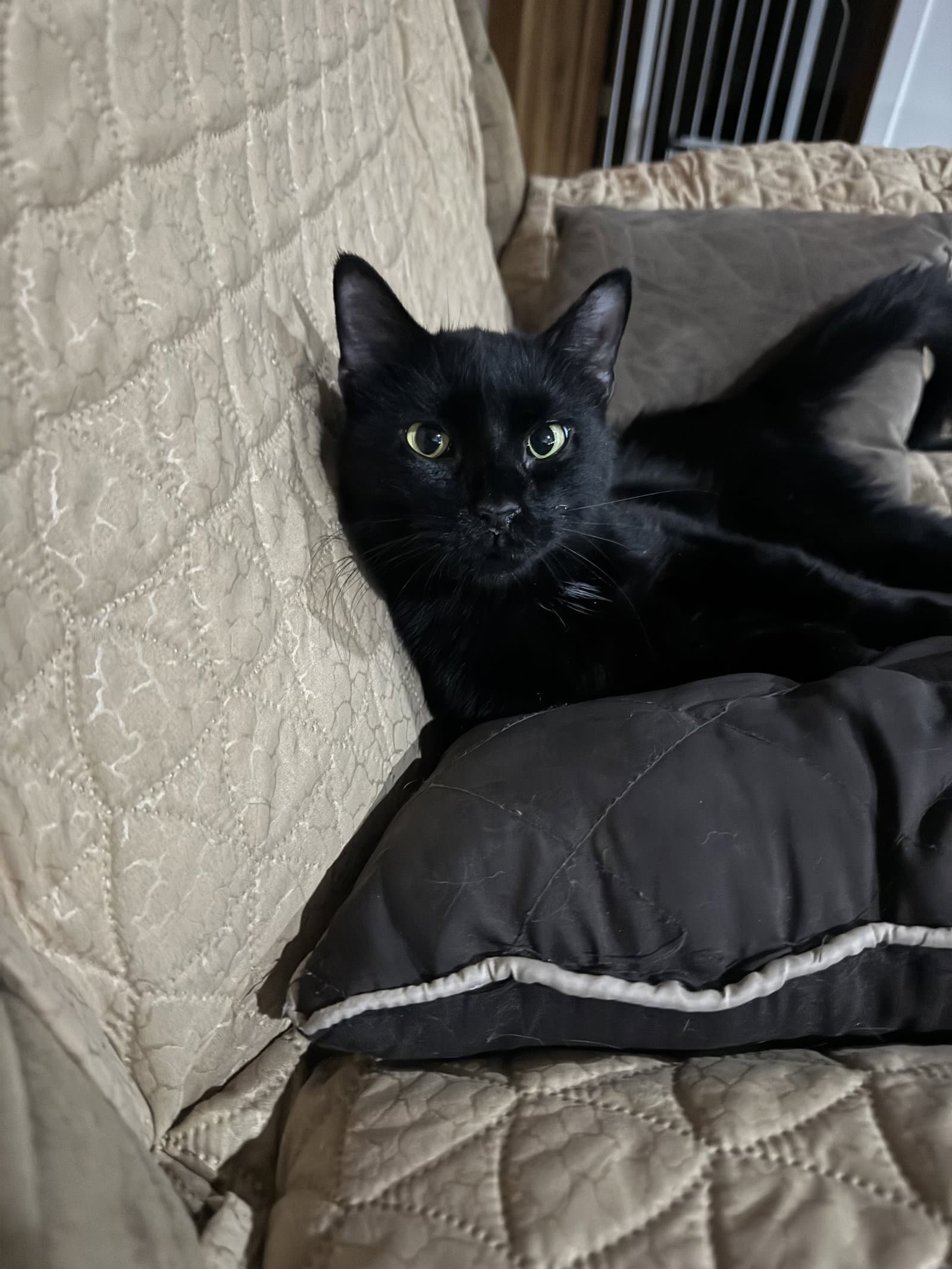 Miles - Tabby