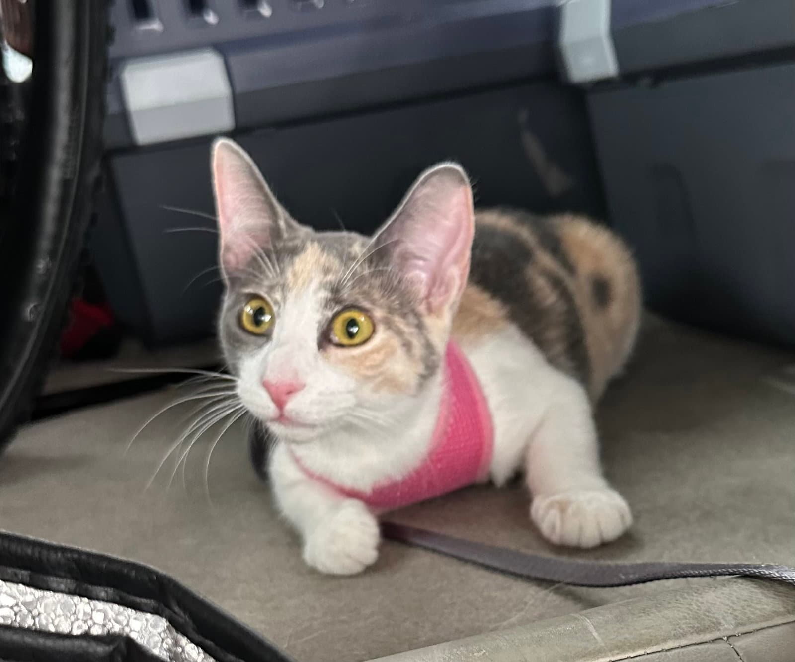 Marbles - Dilute Tortoiseshell
